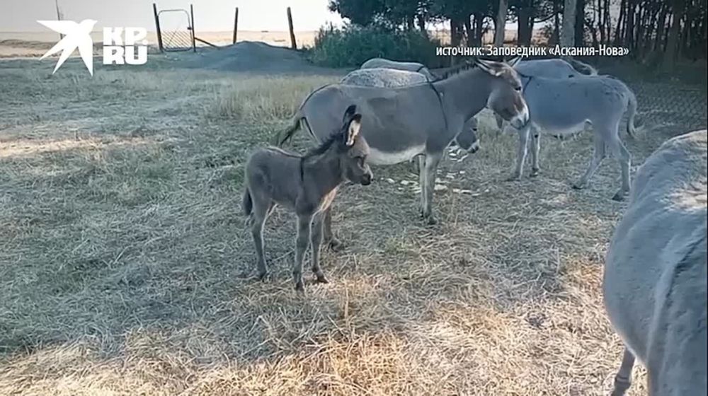 � ���������� ����������� ��������-���� ������� �������� ������