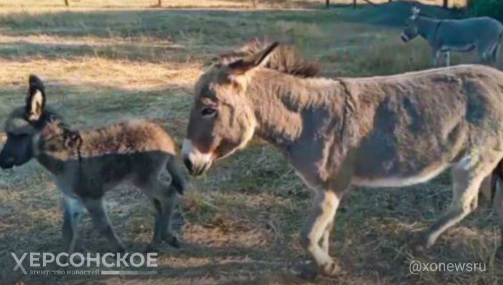 �������� ������� ������ ������� � ����������� ��������-����