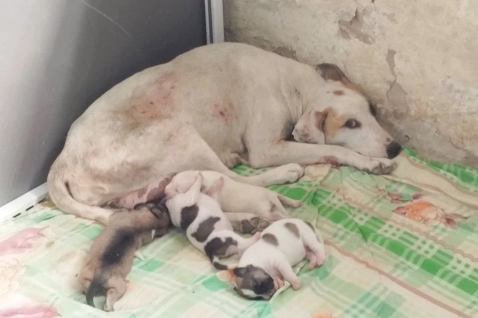 ��������� �������� ������� ������ ��� �������� �������������� ������