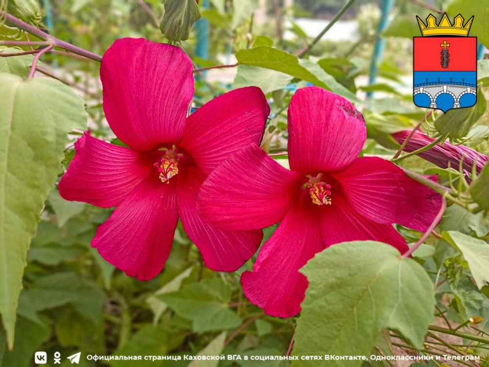 ������ ����, �������!. @VGA_Kakhovka