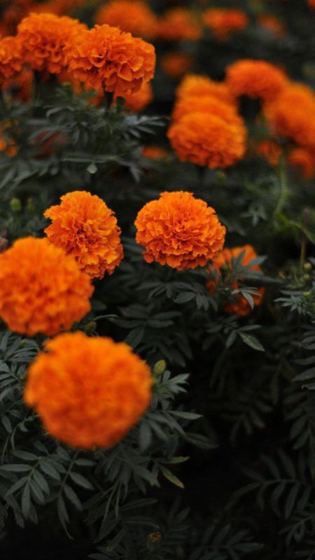 ����������� - ������� ���� �� 2 ������: 28 ������� - 10 ��������