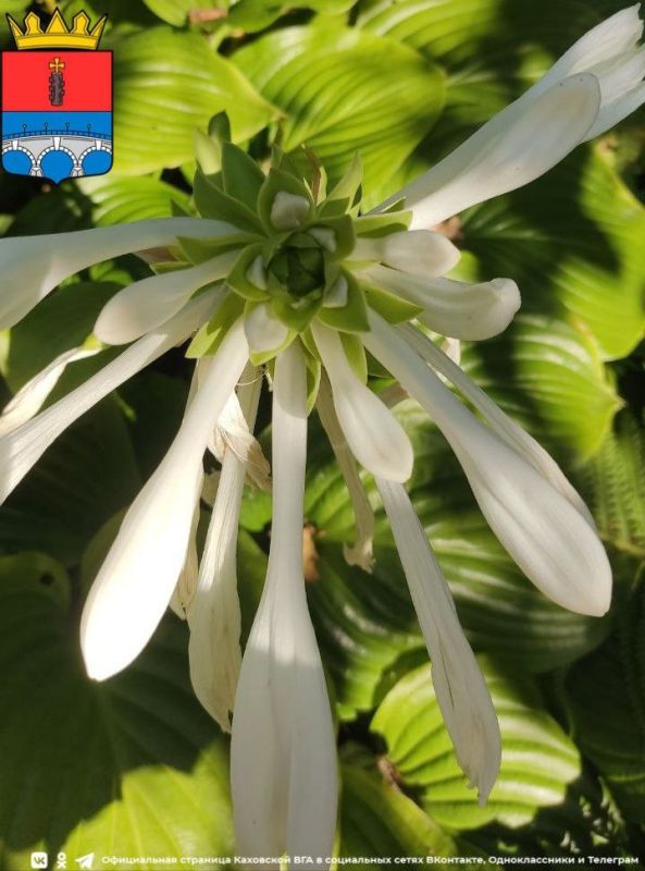 ������ ����, �������!. @VGA_Kakhovka