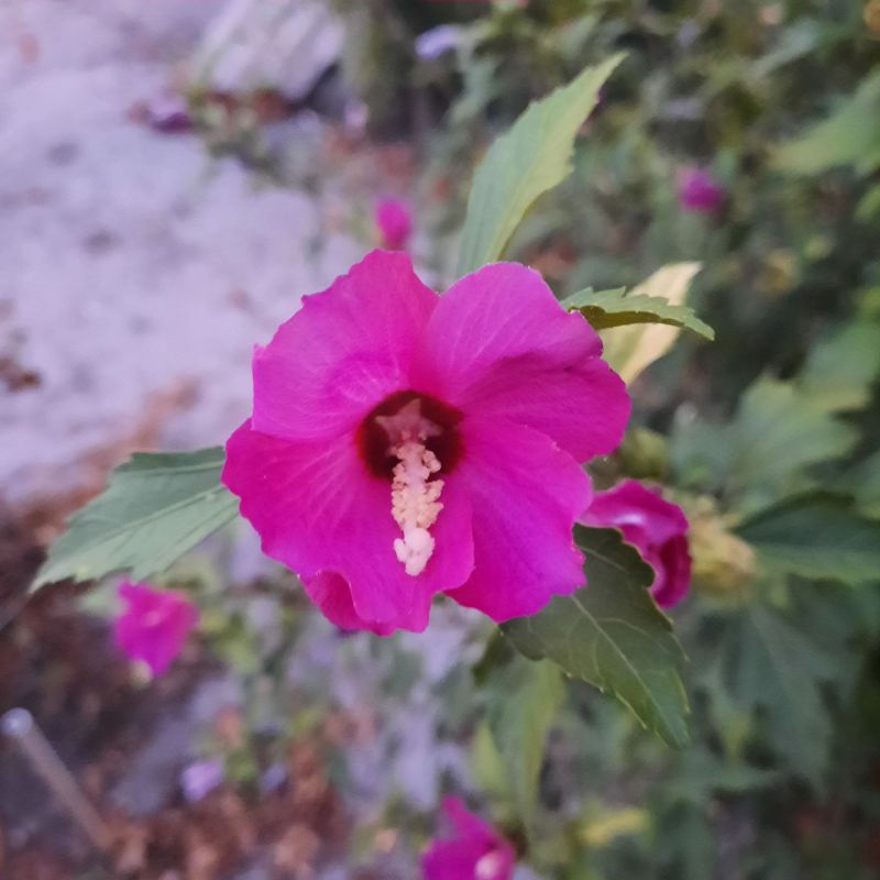 ������ ����, ������ ����������