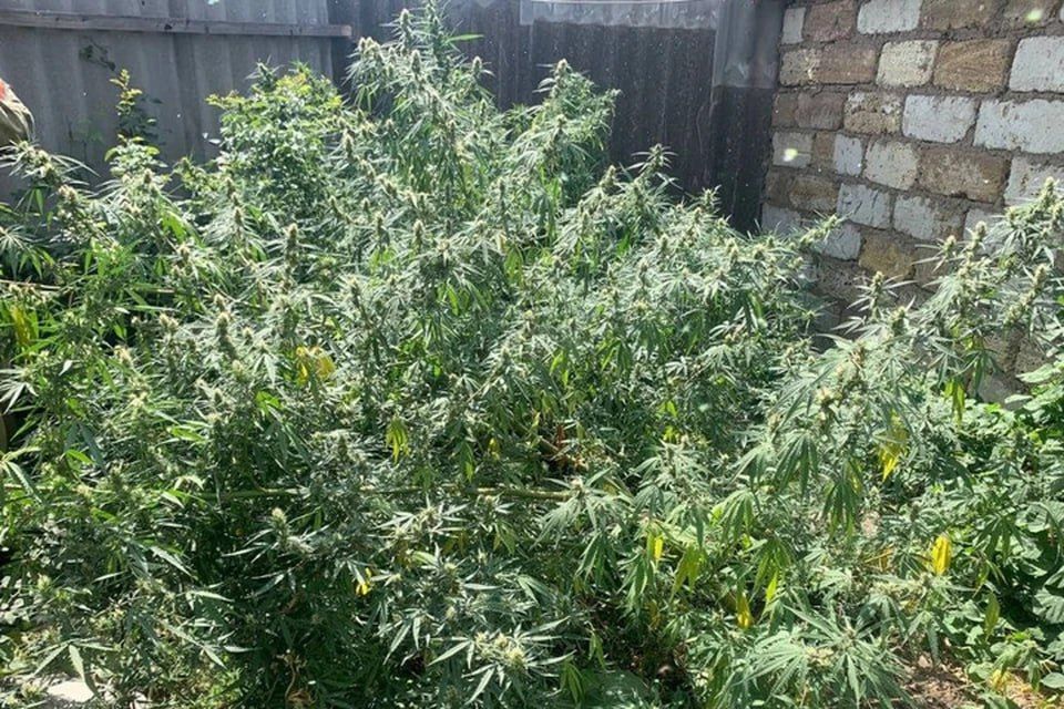 � ������ ����������� ������ ����� ����� ������ �������