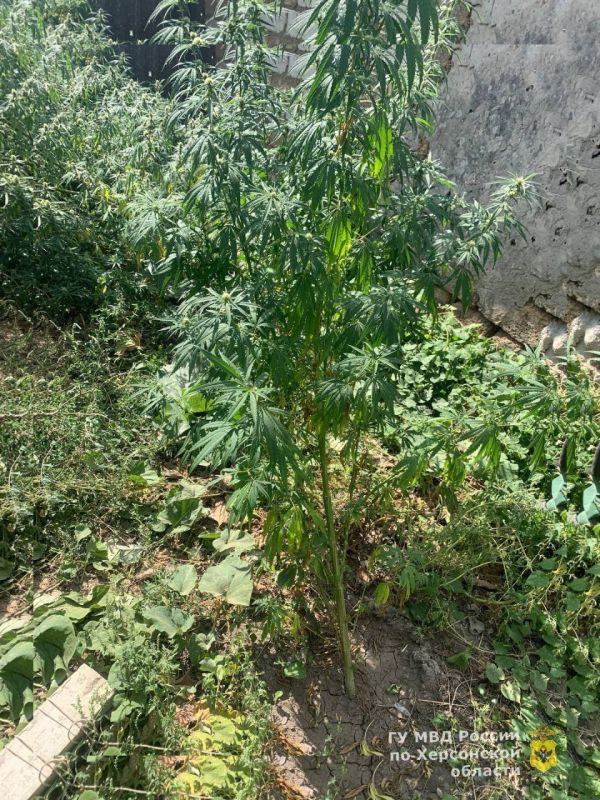 ����������� ����������� ������ ������� ���� ����������� ��������������� �������