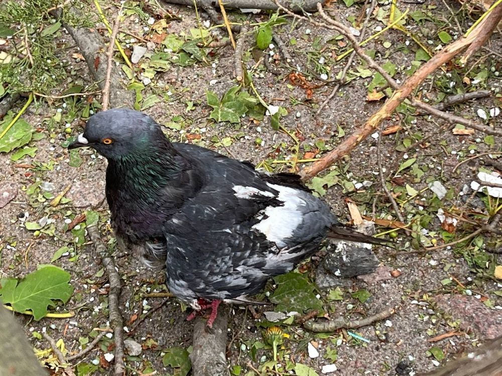 ����� ��������: ����� �������. ����� ��� ������� �� ����� ������������ ������� ���������� ������