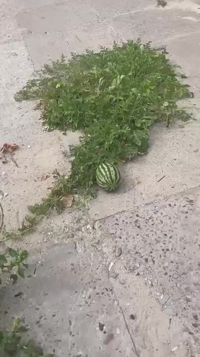 �� ������ ����� ����� ��������������� �������� ������� � � �� ����� �� ����������� ���� ������ ����� �����