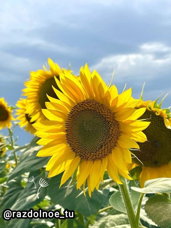 � ������ �����, ����������!