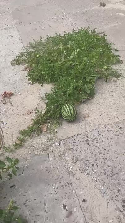 ����� ����� ����� �� ������ � ������ �������