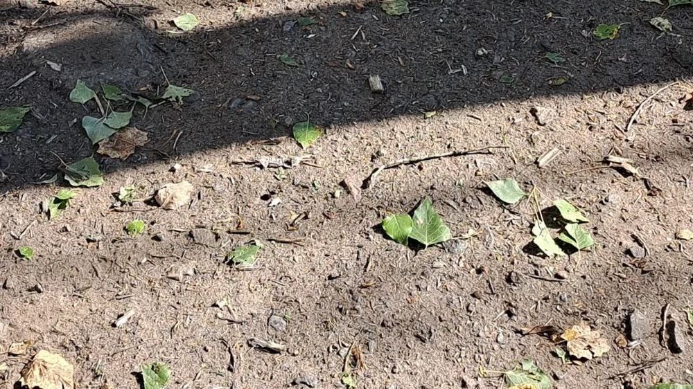 ���������� ������� ���������� ����� ���������� ����� �������