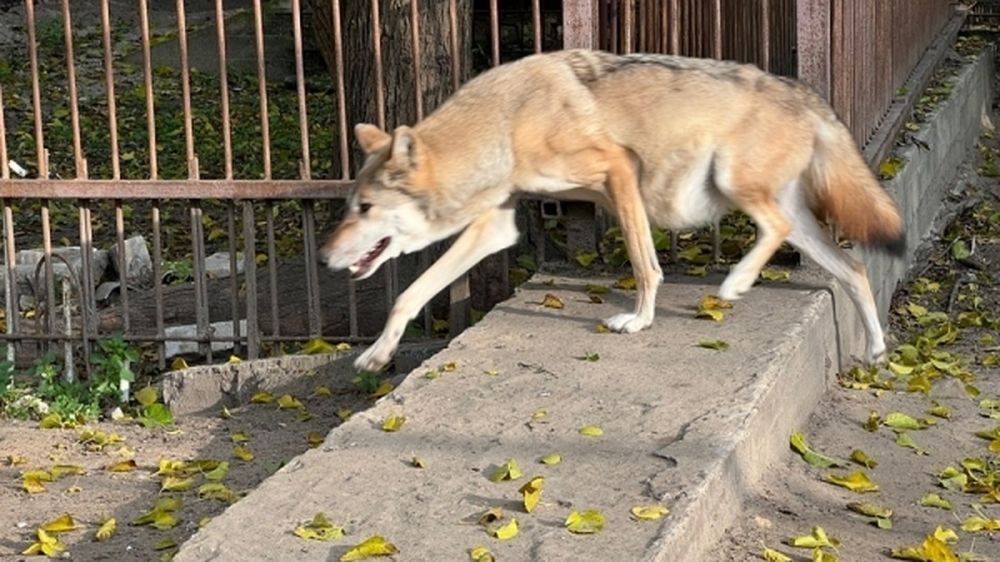 ������� � ��� ��� ������: � ����� �������� ���������� ������� � ������� �������