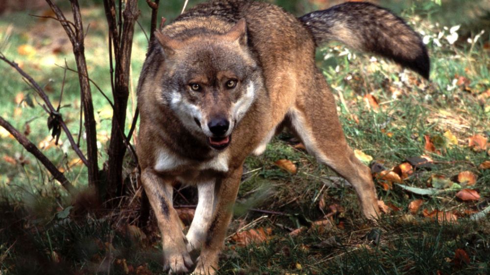 � ����� �������� �������, �������������� �� ����������� ��������