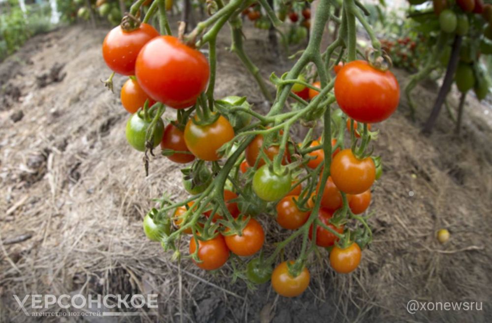 � ���������� ������� ������ �������� ������