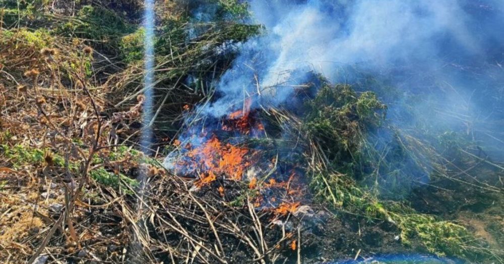 Заброшенный участок с коноплей обнаружили в Скадовском районе