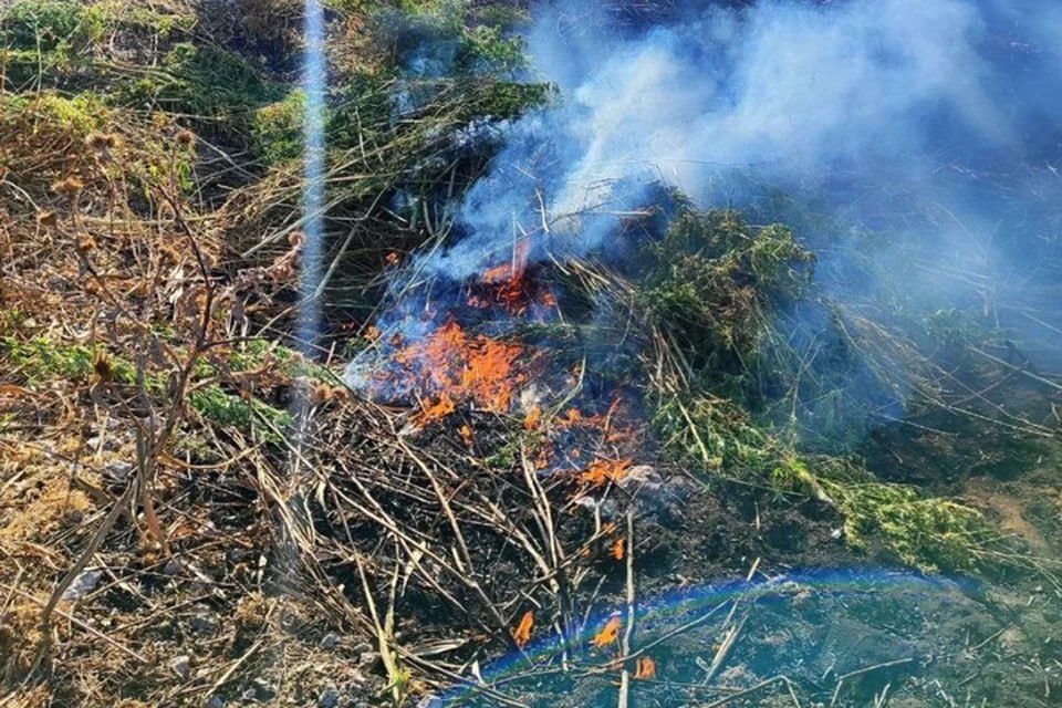 В заброшенном доме в Херсонской области нашли кусты дикой конопли