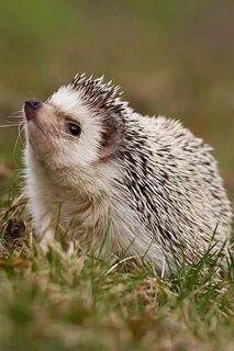 ������ ����, ����������!. �� � �������� �����������