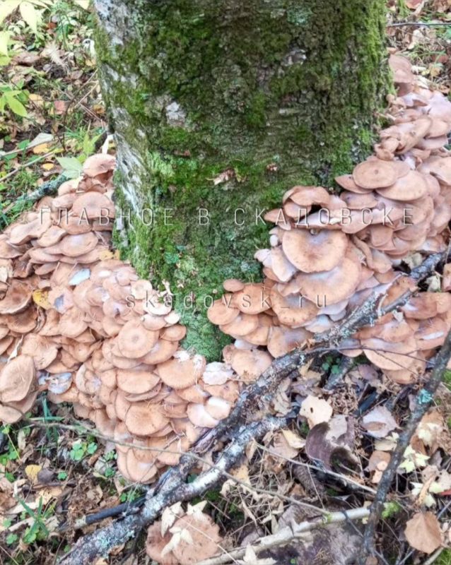 ������ ���������� �� ��������� � �������� � ���� ��������� ���������