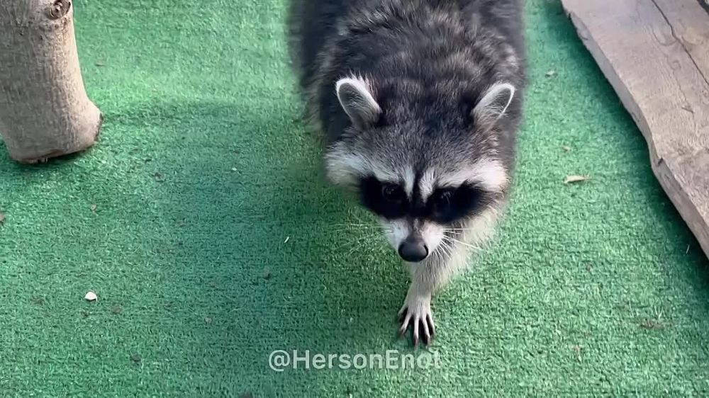 ���� �� �������: ���� ������, ������! � �������� ����������!