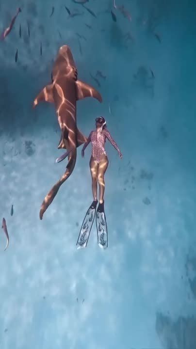 ������� ������� ������������ �� �������...