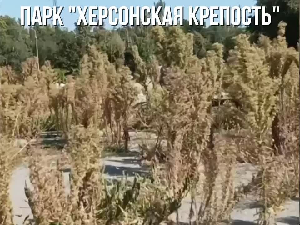 ��������������� ������, ������� ������� �������� �� ����� �������, ����������� ���������� ������