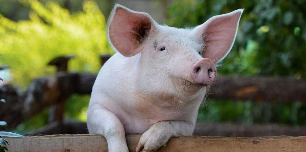 � ����� ����� ���� ������. ��������� ��������� ����������� ����