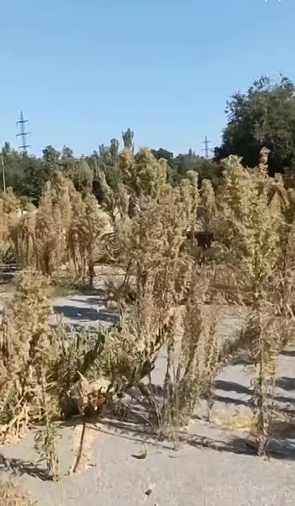 ����� �� ����������� �����, ������� ��-�� ������� ���������� ����� ������ �������� ��� ����������� ����������