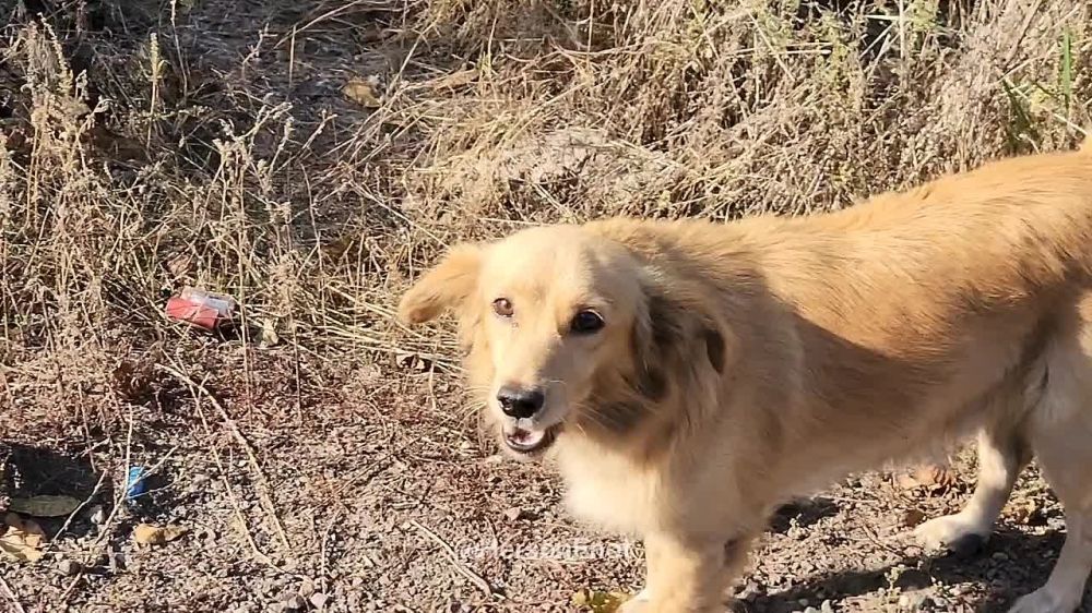 ���� �� �������: �������� ��� ����������� �������