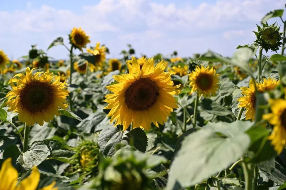 � ����� �������� ������������ ������ �������������