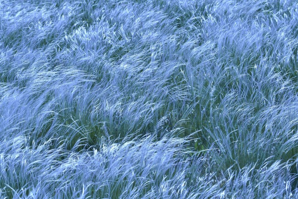 ***. ���� ������. ������� �������