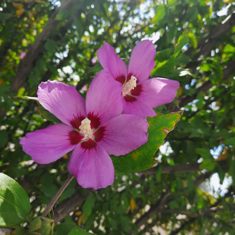 � ������ ���, � ���� � ��� ����