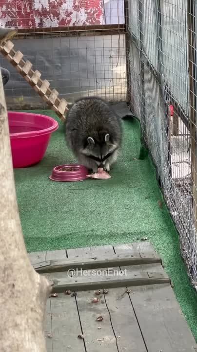 ���� �� �������: ���, ���, ���! ������� � ����� �������� ����� ����