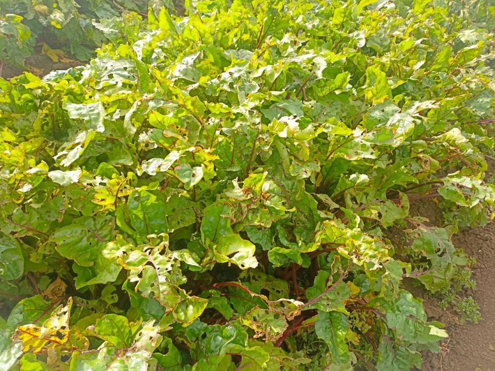 � ������ �����, �����������!