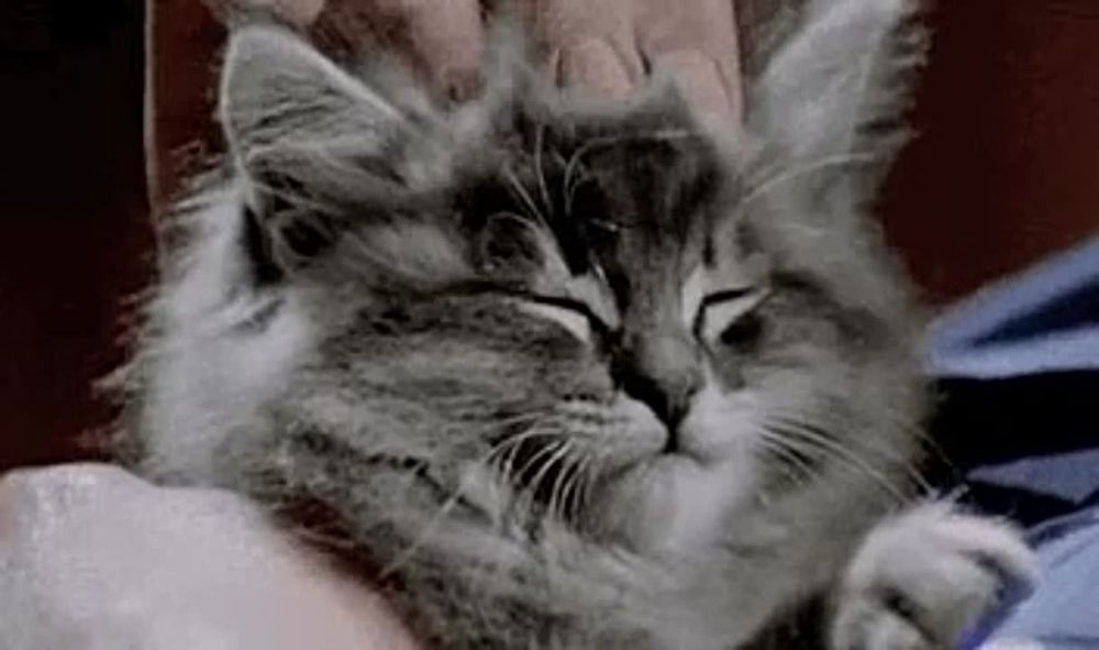 � ��� ������� ���� �����������?