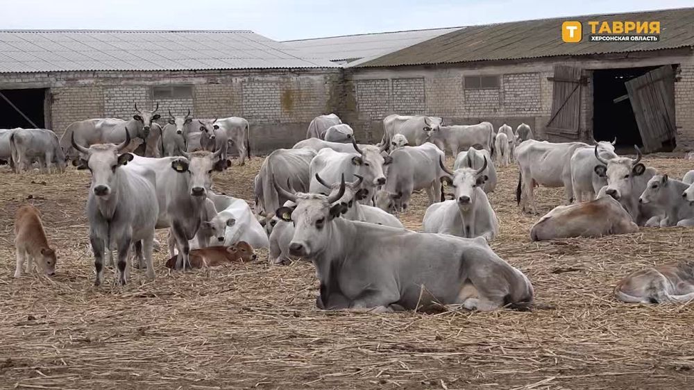 ���������� ��������� �������������� ������� ������� "�������-����" ���������� ����������� ��������� ���� � �����