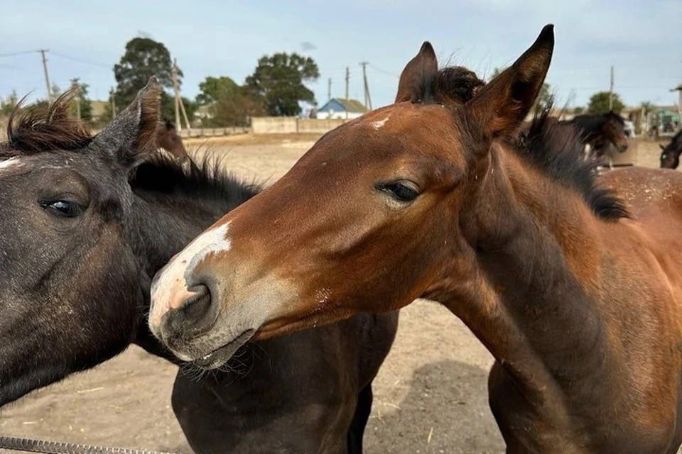 �� ������ ����: � ���������� ������� ������� ������� �� ������