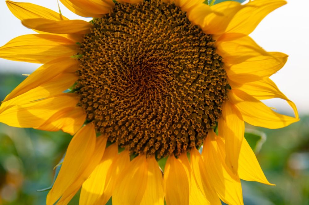 � ������� ��������� ����� ���������� ������������ �����