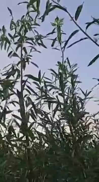 ���� ��������: ������ ��������� �������������