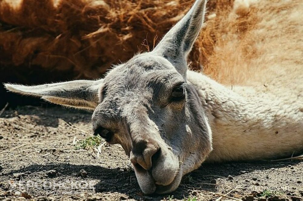 � ��������-���� ���������� � ������� ������������ ������������ ��������