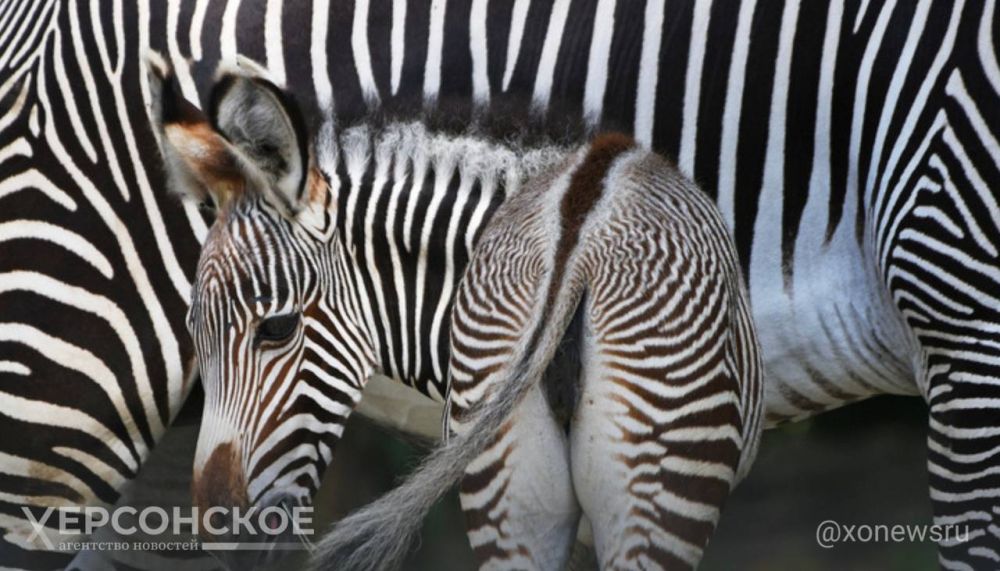 � ��������-���� ������� ��������� ���������