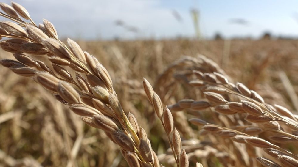 �������� ������� ��������� ������ ����