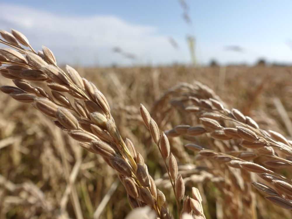 ������ ������: ���� ������� ��������� ������ ����