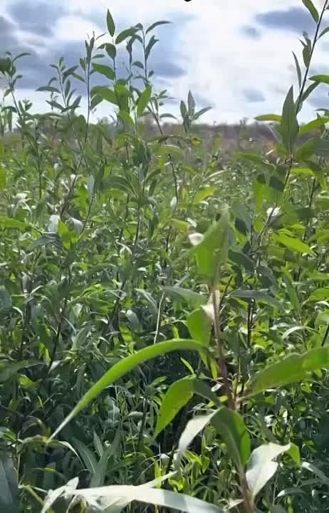 ����� �����: ��� ���������� �������������