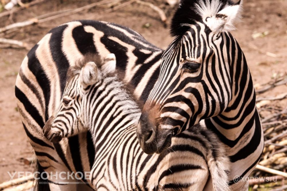 ��������� ����� ������� �� ��������-���� ������� ���