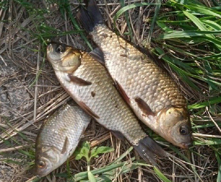 � ��������� ������� ����� �����-������������� ���������� ��������������