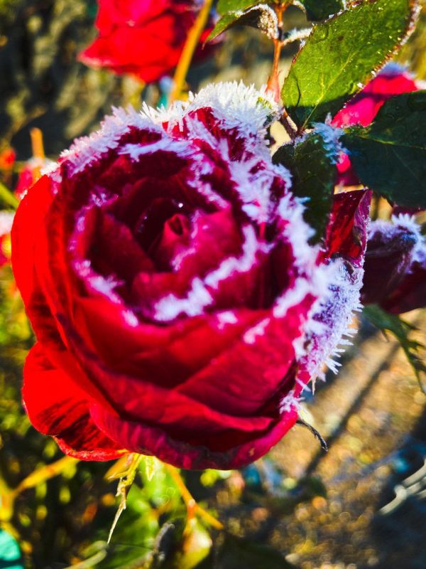 ������� ����... ����������� ����� �� ������������� ��