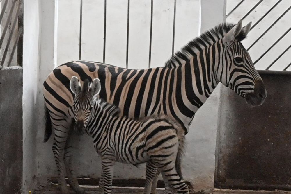 � ����������� �������-���� ������� ��������� ���������