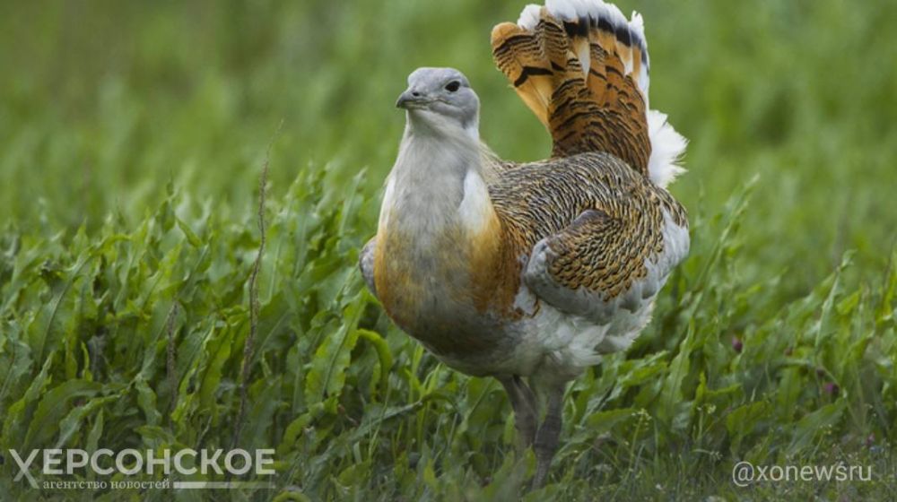 ����������� ���� ��������� ������������ � ����� ��������-����