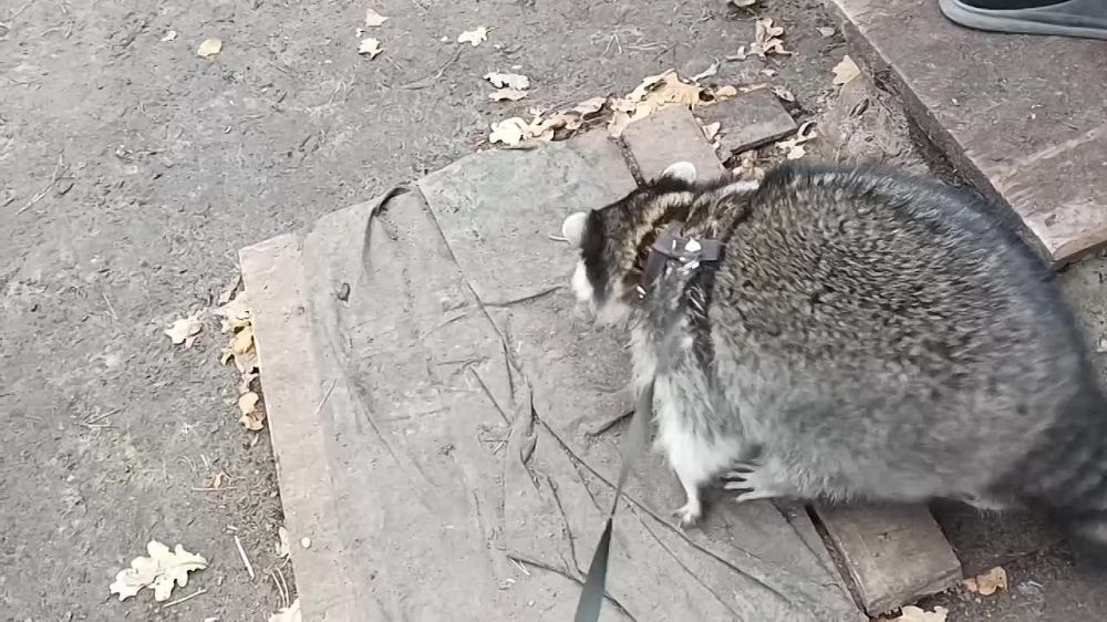 ���� �� �������: ���, ������! ���� ������ � �����! � ���� � ������� � ������ �����