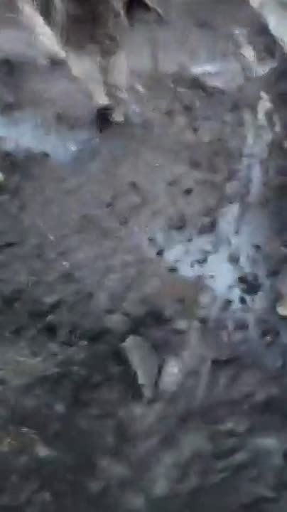 ��������� �-113 ���������