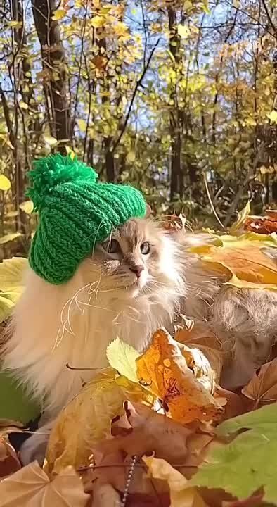 � ������ �����, �����������!